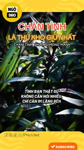 CHÂN TÌNH THƯỜNG MONG MANH, là thứ khó giữ nhất #reels #shorts #shortsreels #review #reviewvui #trendingreels | Ngộ Đạo