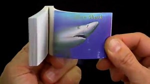 Watch Fliptomania Shark Animation Flipbook on Amazon Live