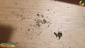 12 reactions | Trimmed Purple Kush A grower shows of a properly trimmed Purple Kush plant. #mmj, #pot, #weed, #medicalmarijuana, #cannabis, #THC, #ganja, #hemp, #legalizeit, #cannasos, #stoner, #bud | CannaSOS | Facebook