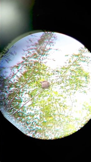 bisa bisa nya dia nangkring di pohon sekecil ini #berburu #pcphunters #nature #harehunting #hunting