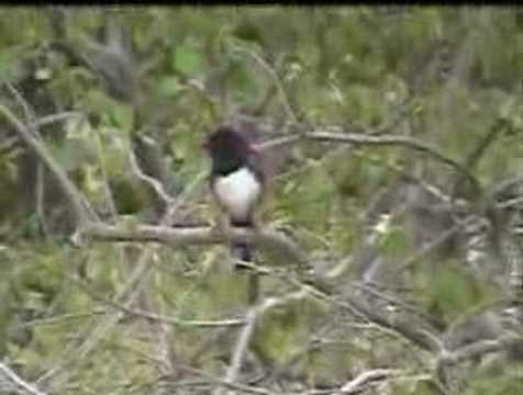 Rufous-Sided Towhee calling