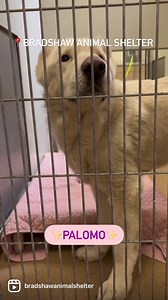 1.9K views · 157 reactions | All of these pups and so, so many more...