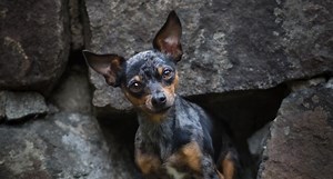 Russian Toy Terrier: Whirlwind Dog