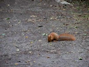 File:Goshawk hunting a squirrel.ogv - Wikimedia Commons