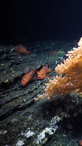 In July 2018, Oceana Canada, the Haida Nation, Fisheries and Oceans Canada, and Ocean Networks Canada set off on an exciting expedition to explore the seamounts near Haida Gwaii, British Columbia. Onboard the Nautilus, a state-of-the-art research vessel, the team used remotely operated vehicles (ROVs) to map 13 seamounts. Six of the mapped seamounts were new discoveries, significantly expanding the known size and area of these underwater mountain ranges. These incredible underwater mountains pro