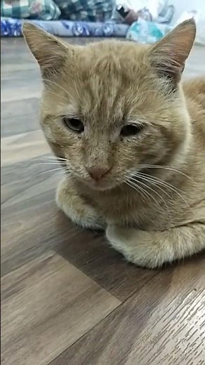 Sleepy Cat Yawning Cutely | Relaxing Cat Moments | Cute Cat Video 2025 #cat #usacats #catslife786