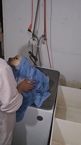 7.6K views · 209 reactions | Nilla and her bath time. Calista and Romeo litter. Reserved. | Green Acre Labs | Facebook