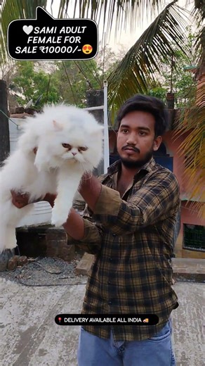 female persian cat for sale#adult persian cat for sale#persian cat sale in kolkata#viral #viralvideo