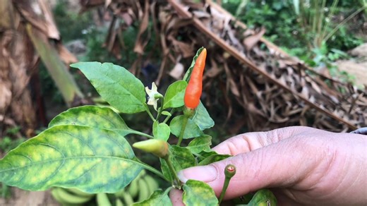 Primitive Catch and Cook Fresh Fish in the Wild catchandcook primitive food survival #survival #survivaltips #solo #adventure #tipforlife