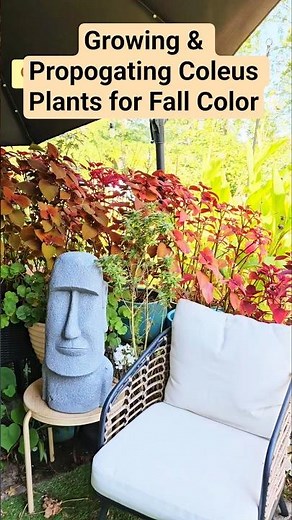 Growing & Propogating Coleus Plants for Fall Color