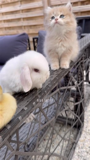 24K views · 539 reactions | Kitten and duckling funny #kitten #cats #cuteness #virals #ducklings #ducks #kitty #reelsviralfb #reelsfb #shortsviral #foryoupage #reelsofinstagram #cat #cats #catlover #fyp #foryou#cutenessoverloaded #adorable #funny | Hello Skitty | Facebook