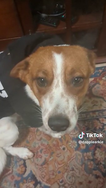 So here is where it all started. Can't stop laughing, cause that's exact same look I get when he has to wear the harness.