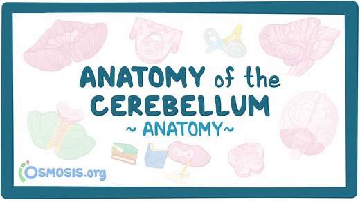 Anatomy of the cerebellum: Video, Causes, & Meaning | Osmosis
