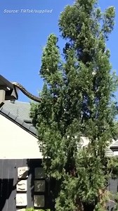 317K views · 3.7K reactions |  Video of a massive carpet snake crawling off the roof of a Queensland house has gone viral on TikTok.  But a snake catcher reckons he’s seen even bigger. SEE MORE  https://bit.ly/3OSGxQd | Whitsunday Times | Facebook