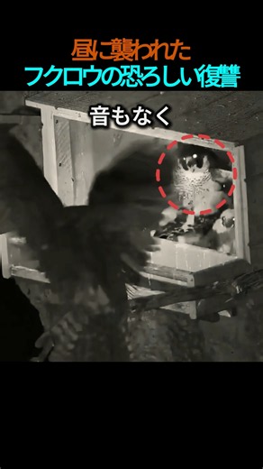 The Owl, King of the Night, Settles the Score for Daytime Humiliation