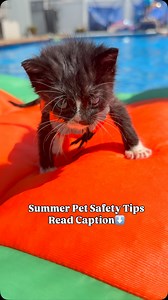 343 reactions · 10 comments | ☀️Helping Dogs and Cats Beat the Heat...