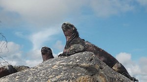 Exploring the Galapagos Islands' exceptional wildlife