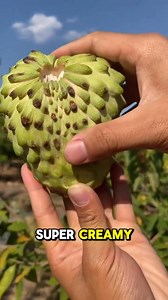 Cherimoya—often called the “custard apple”—is a tropical fruit loved for its creamy, velvety texture and naturally sweet flavor. Its taste is often compared to a blend of banana, pineapple, and strawberry, making every bite rich and dreamy. With its green, scale-like skin and soft, fragrant flesh, cherimoya is a true exotic delight enjoyed fresh, chilled, or as a dessert ingredient. A nutritious treat, it’s packed with vitamins, fiber, and antioxidants that support overall wellness. #Cherimoya #