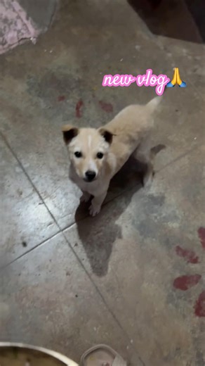 (22/365days) my vlog || vlog #2026 #minivlog #funny #vlog #youtubeshorts #comedy #streetdog