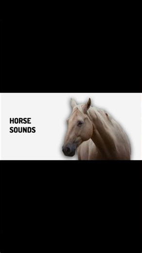 Horse Trotting Sound