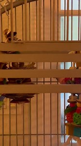 5.5K views · 657 reactions | "Finn", our blind Macaw loves his toys. It's so amazing to see him getting comfortable and playing with toys every day now.  | Palm Beach Parrot & Bird Rescue/Sanctuary Of South Florida | Facebook