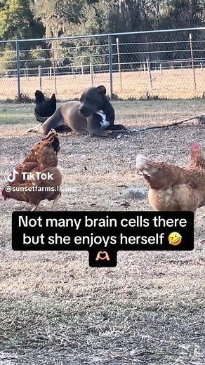 Embracing Farm Life: Our Sweet Pitbull's Journey