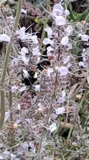 California bumblebee, (rare)