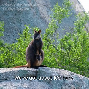 We all love our native Australian wildlife and landscapes, and hate to see any of our flora and fauna species at risk. Take inspiration from Annette Rypalski, Biodiversity director at Mount Rothwell and her special work to rejuvenate the land and the population of some of Australia’s most endangered species. For more on this story and others, check out the latest episode of Gardening Australia on the iview: www.iview.abc.net.au/show/gardening-australia #gardeningaustralia #biodiversity #mountrot