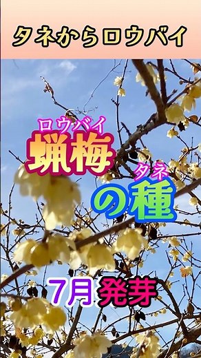 【好きだ蝋梅】種からの成長記録 #蝋梅 #ロウバイ #発芽 #ふたば #花 #庭木 #黄色 #園芸 #観葉植物 #たちばな