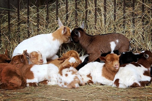 7 Spots for Goat Yoga in Virginia (  DC & Maryland) - Our Kids