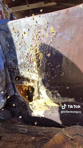 Understanding Killer Bees: Facts and Myths