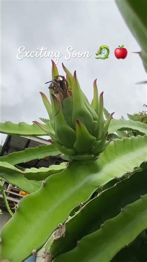 Fruit Development #dragonfruit #buds #fruit