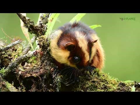 BHUTAN GIANT FLYING SQUIRREL || Wildlife documentary in 4K HD || BHUTAN- 2021