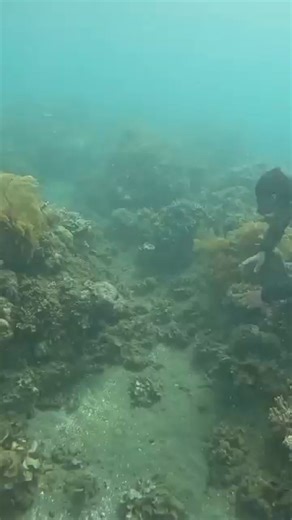 3.5K views | EPIC Underwater Squid Hunt!  (Spearfishing Secrets Revealed!) ｜ Night Dive MADNESS! #flyfishing #adventure #nature #explore #fish #ocean #outdoors | Jimmie Dardar | Facebook