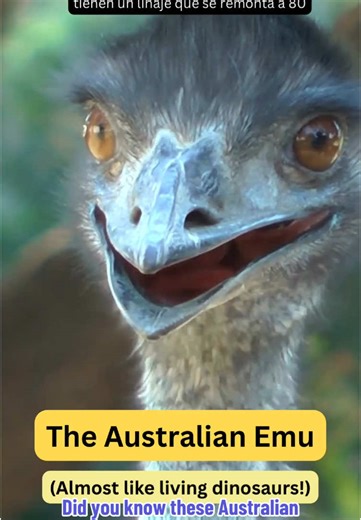 Did you know that the Australian emu has a lineage that dates back 80 million years to the times of the dinosaurs? They are the ultimate survivors and incredibly unique birds! #abroadwithben #emu #emus #australia #australiananimals #australianwildlife #australianbirds #nature #travelaustralia #wildlifefacts