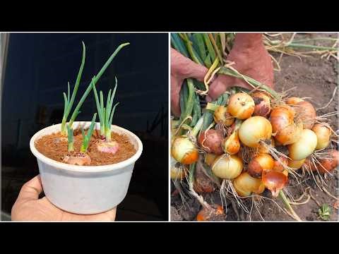 Growing onion plant at home | Step-by-step gardening guide