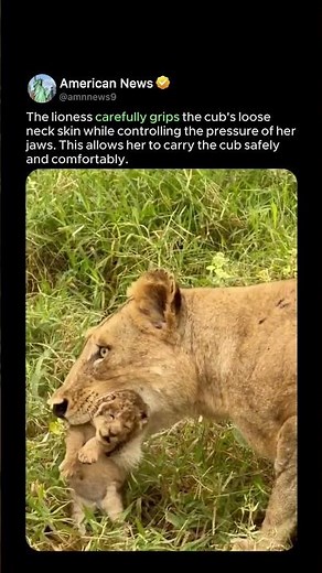 HOW LIONESS CARRIES HER CUB