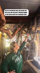 Meet Rian: Our Gentle Two-Toed Sloth 🌿🦥 Join us in celebrating Rian, our beloved two-toed sloth, who has been a cherished member of our rescue center for 8 incredible years. Rian's shy and calm demeanor has taught us the virtue of patience and the importance of respecting her natural behaviors. There are many myths about sloths enjoying being held, but in reality, this can be dangerous for them due to the risk of pinning their internal organs. At our sanctuary, we prioritize their well-being, 