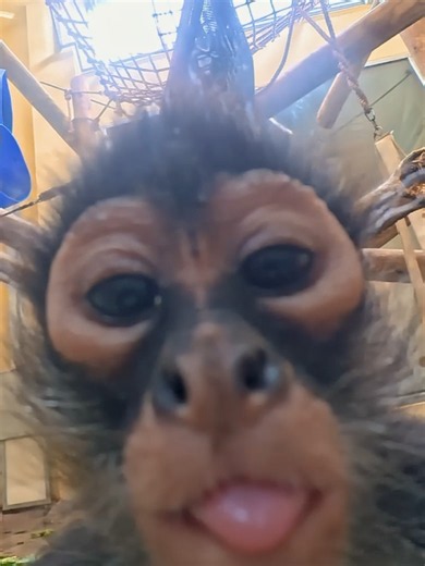 #TongueOutTuesday for International Primate Day! 😝🐒 Plan your visit to meet our group of Spider monkeys and other primates using the link in our bio. #spidermonkey #primates #internationalprimateday #toledozoo #toledoohio