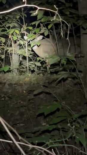 This a great example of coondogs not bothering mature bucks. They had worked a track through this woods no more than 50 yards from this buck. He never ran, and I guarantee you he will be on his feet around that woods at daylight. #coonhunting #maturebuck #deerhunting #dog | Jonathan Warrington