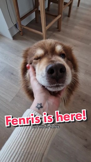 Meeting Fenris: Our Special Guest for 2 Weeks in Svalbard