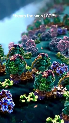 Understanding ATP Synthesis in the Mitochondria