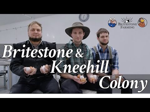 Britestone Kneehill Colonies