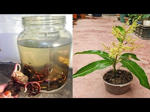Growing mango from seeds in water for grafting