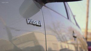 Why rats are chewing up hybrid cars