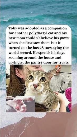 RESCUE CAT WITH 28 TOES JUST TIED THE GUINNESS WORLD RECORD🐾🏆