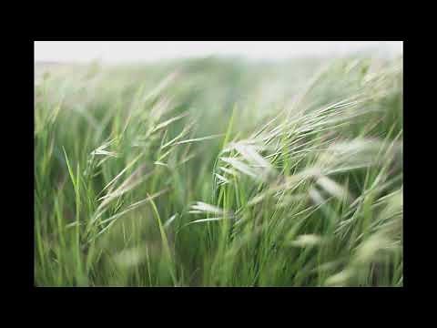 Grass Moving Rustling Smoothly Sound Effect