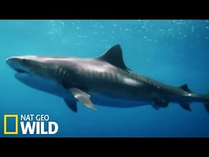 Requin attaque tortue - Le royaume des dauphins