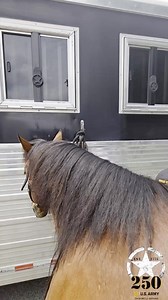 The 1st Cavalry Division Horse Cavalry Detachment is gearing up to ride in the #Army250 Birthday Parade in Washington, D.C.! #BeAllYouCanBe | #LiveTheLegend | #FirstTeam | III Armored Corps | U.S. Army Forces Command (FORSCOM) | U.S. Army | U.S. Department of Defense (DoD) | 1st Cavalry Division