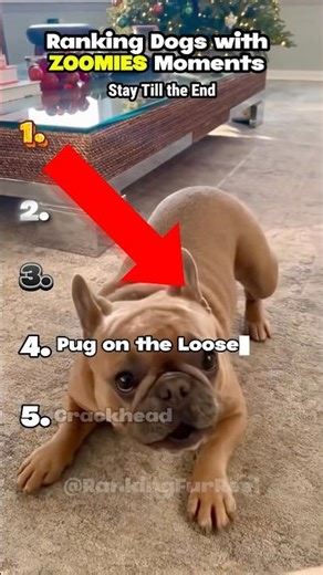 Ranking Dogs with Zoomies Moments